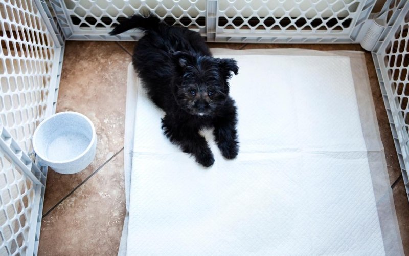 black puppy at the cage