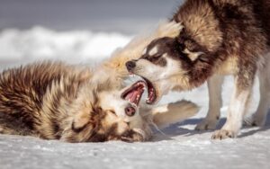 dogs biting each other