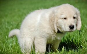 pooping white puppy in grass