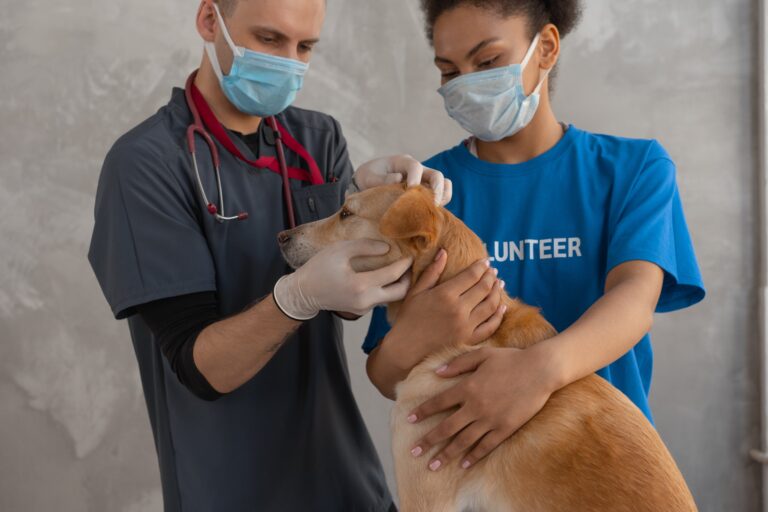 The Best Veterinarian Clinics in Coral Springs
