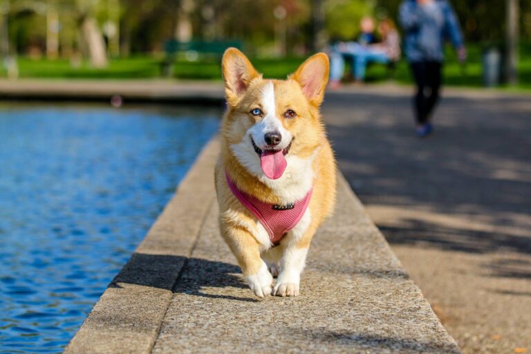 The 8 Best Dog-Friendly Parks in Coral Springs