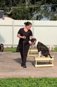 Laura — Off Leash K9 Training of Fort Lauderdale