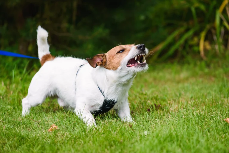 Trainer working with a reactive dog in an aggressive dog training session in Fort Lauderdale