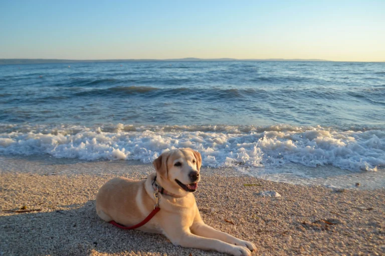 Board and train program — dog training with a pro trainer in Fort Lauderdale