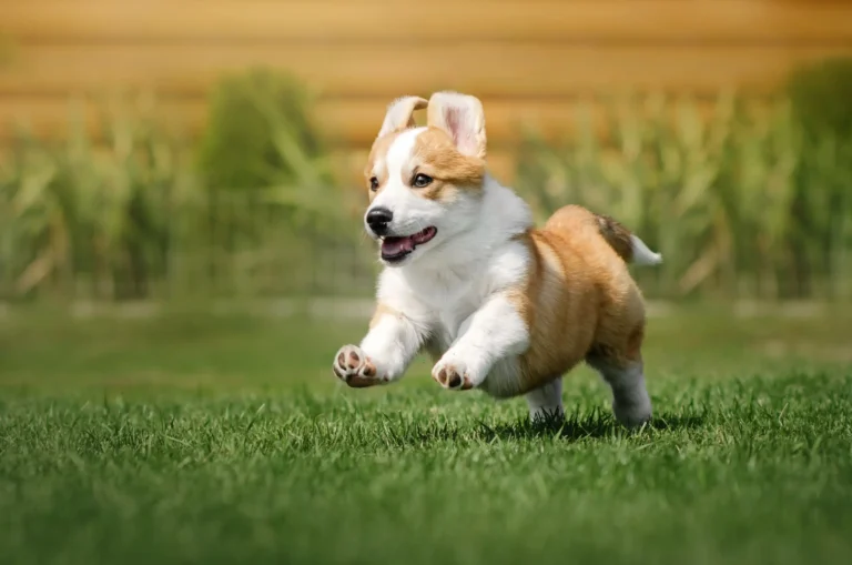 Puppy learning foundations — puppy training in Fort Lauderdale
